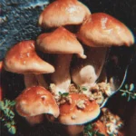 shrooms aesthetic 2026 03 04 015134 683x1024 1